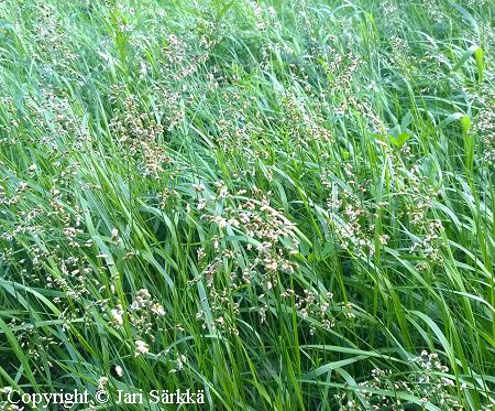 Hierochloë odorata ssp. baltica, lännenmaarianheinä